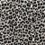 Black Leopard